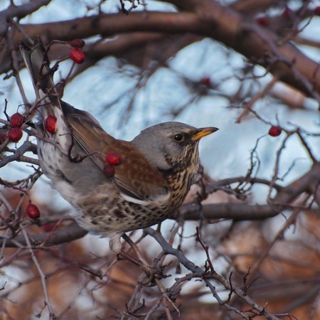 Γερακότσιχλα (Turdus pilaris)